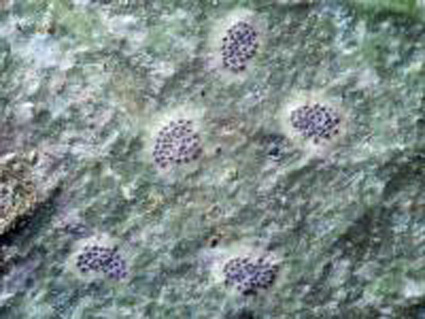 Представитель Семейства Phyllobatheliaceae